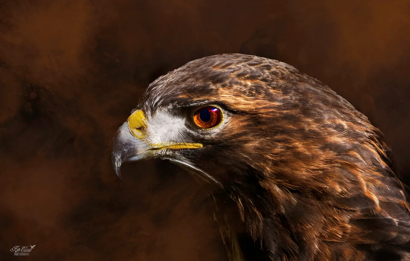 Photo wallpaper close-up, background, bird, predator, feathers, beak, hawk, Red tail hawk