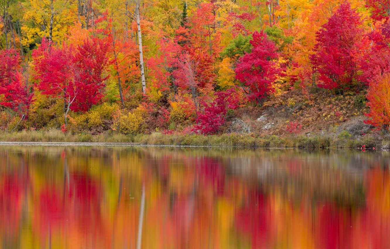 Photo wallpaper autumn, forest, leaves, trees, reflection, river, shore, the crimson