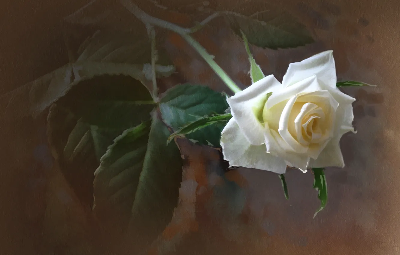 Photo wallpaper rose, texture, white