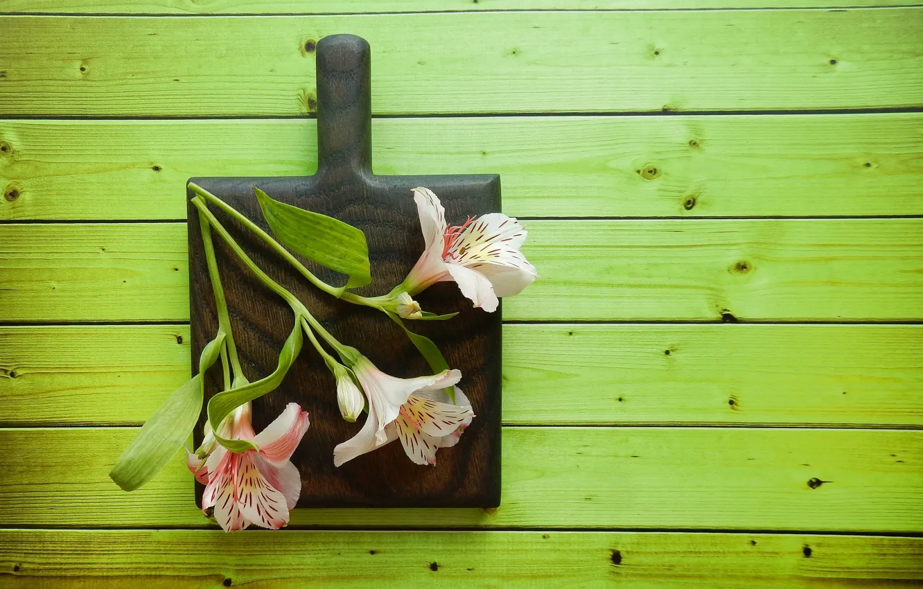 Photo wallpaper flowers, green background, widescreen, flowers, beautiful, background, фон background, romantic