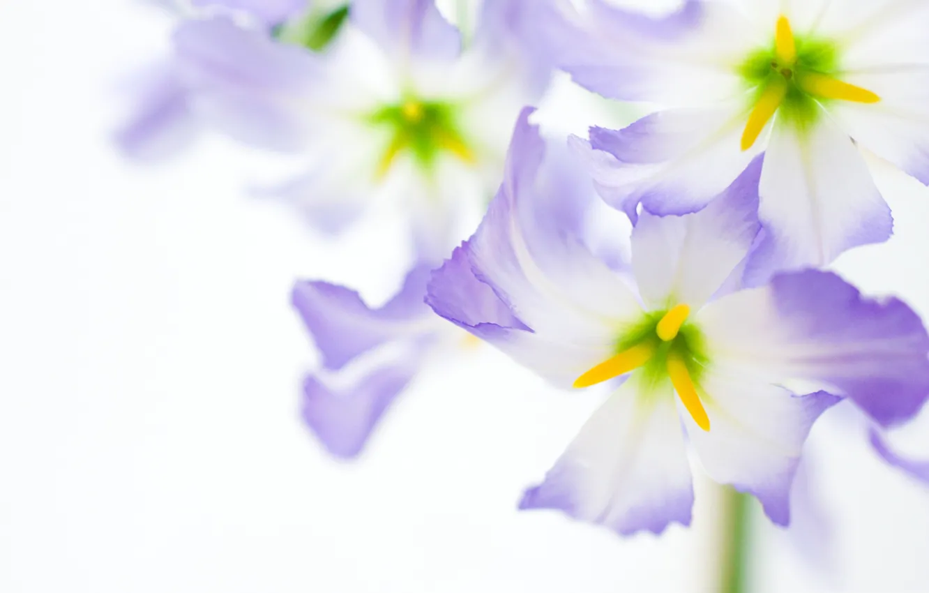 Photo wallpaper flowers, nature, petals