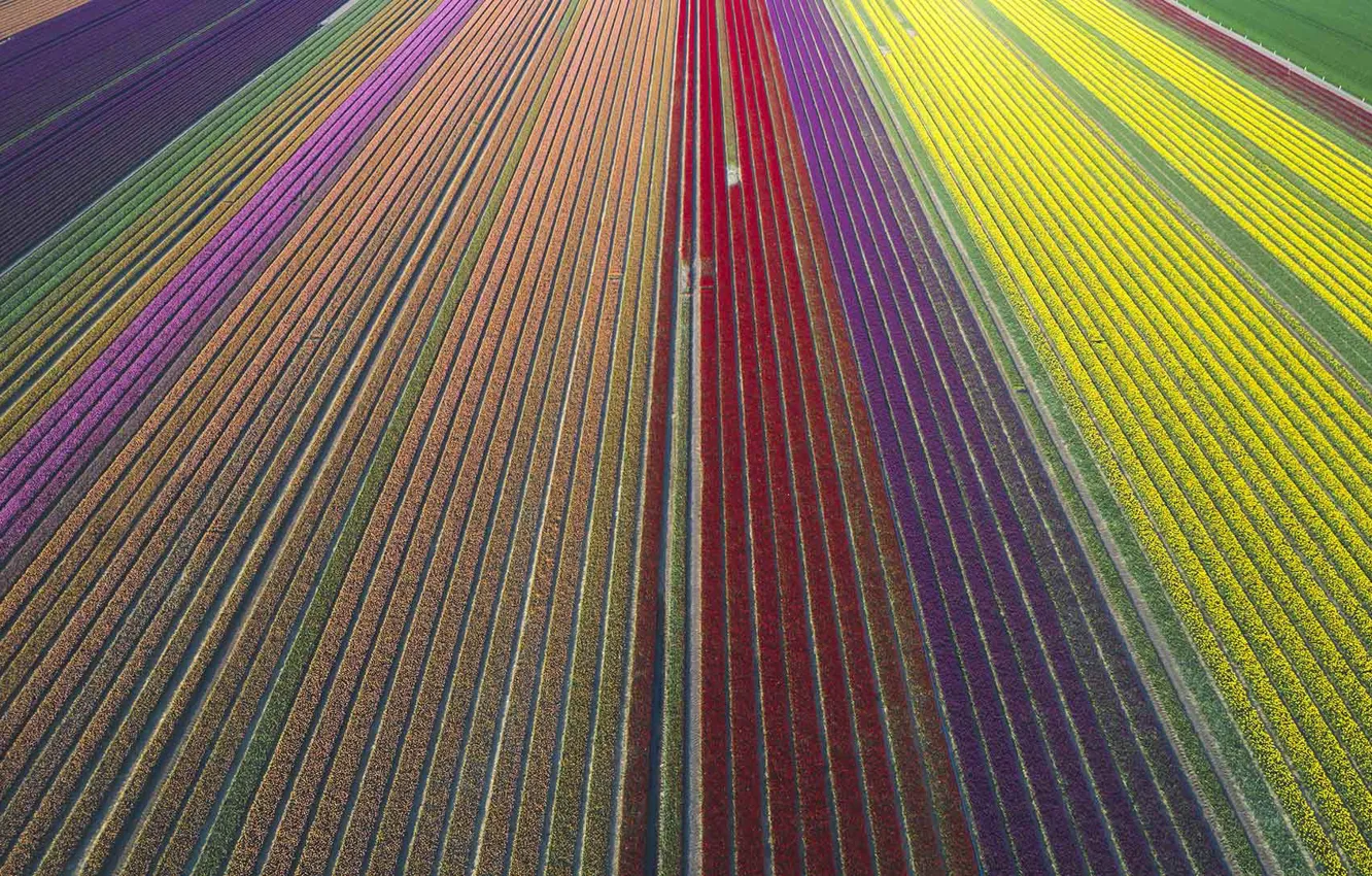 Photo wallpaper field, flowers, Germany, tulips