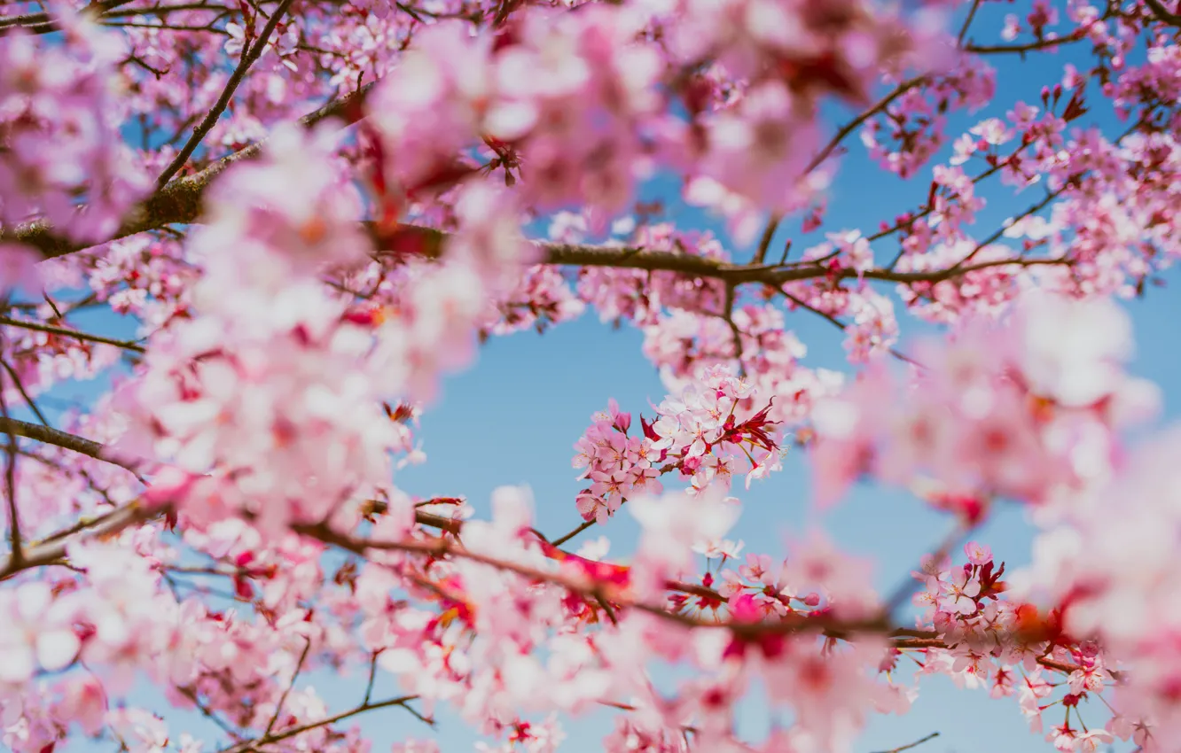 Photo wallpaper light, trees, flowers, branches, cherry, beauty, blur, spring