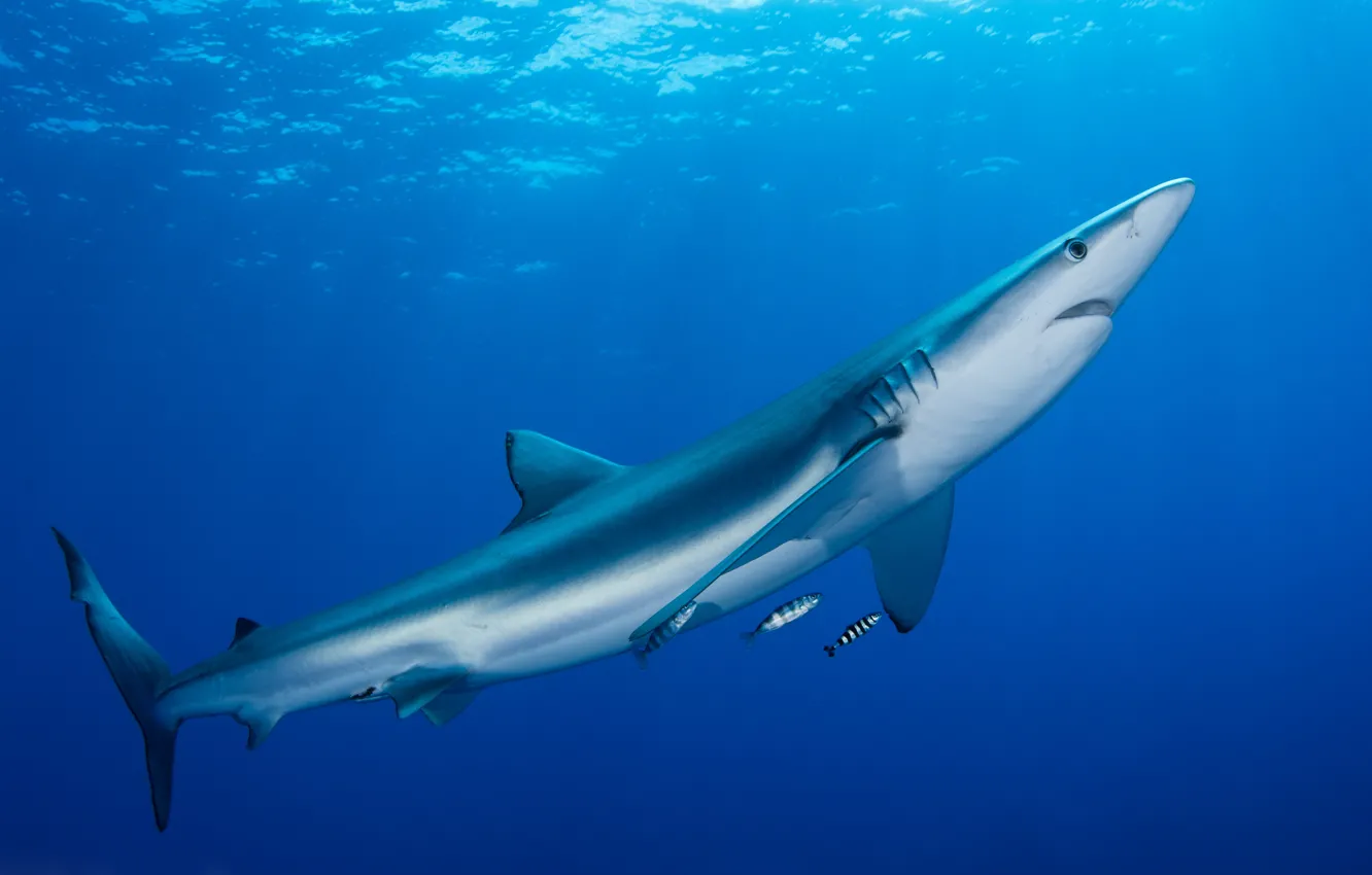 Photo wallpaper sea, water, the ocean, animal, blue, fish, shark, underwater world
