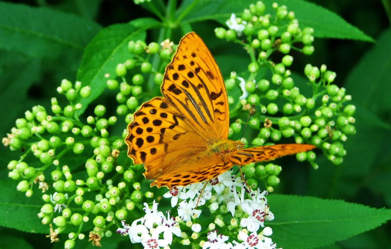 Photo wallpaper flowers, macro, butterfly, wings, beautiful, closeup