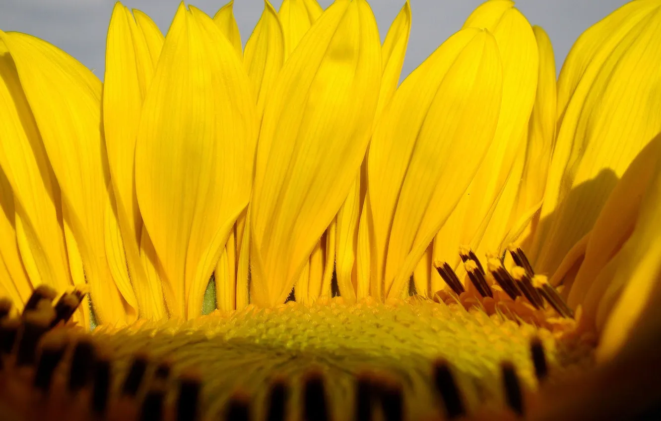 Photo wallpaper macro, sunflower, petals, yellow