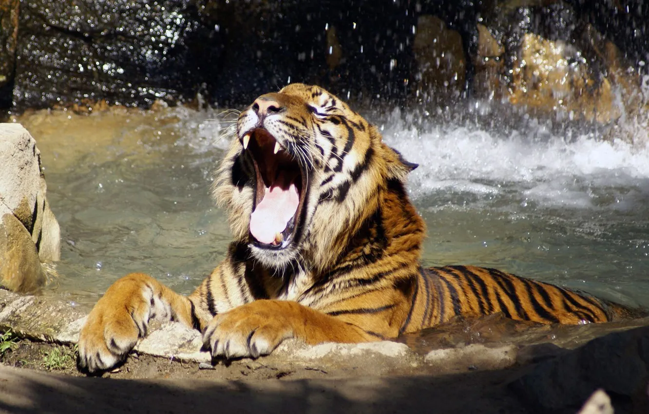 Photo wallpaper water, tiger, paws, mouth, yawns