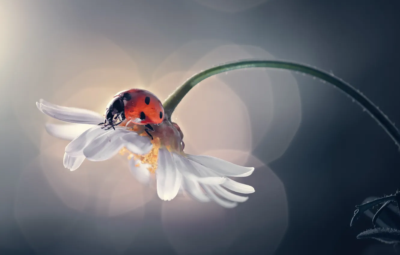 Photo wallpaper flower, nature, ladybug, Daisy