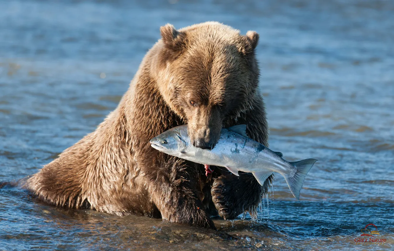 Photo wallpaper water, bear, Alaska, salmon, brown bear, catch