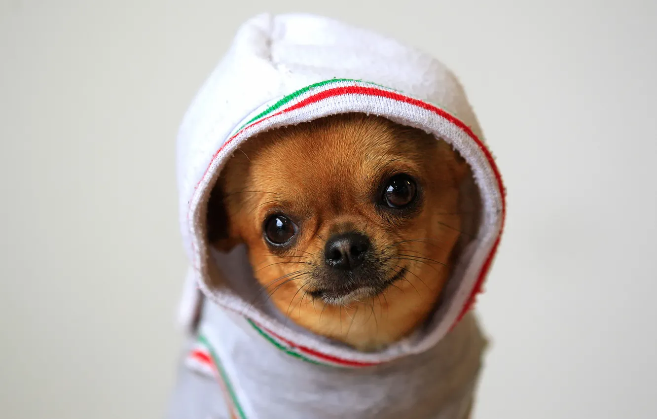 Photo wallpaper hood, Chihuahua, Chihuahua