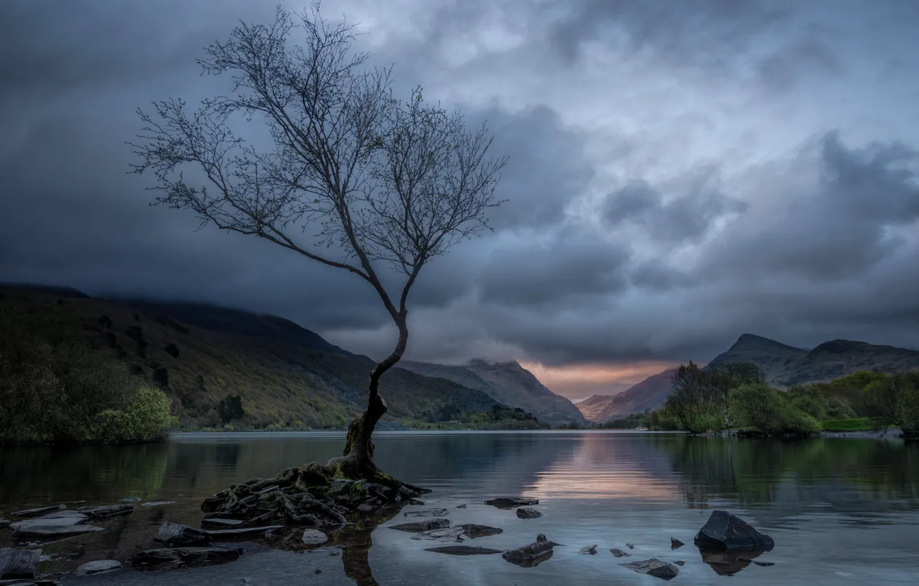 Photo wallpaper trees, shore, twilight, pond