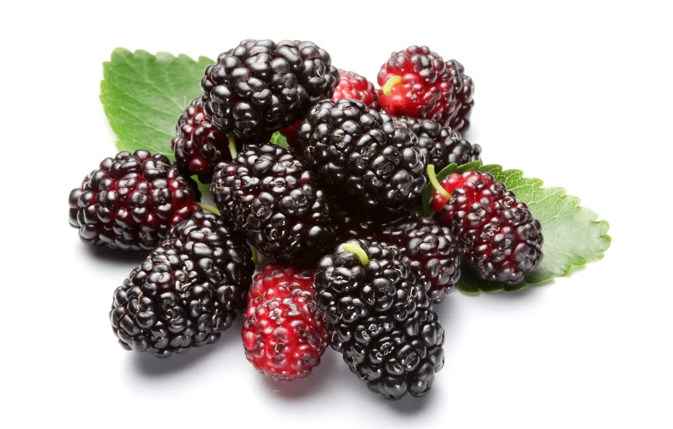 Photo wallpaper leaves, close-up, berries, white background, BlackBerry