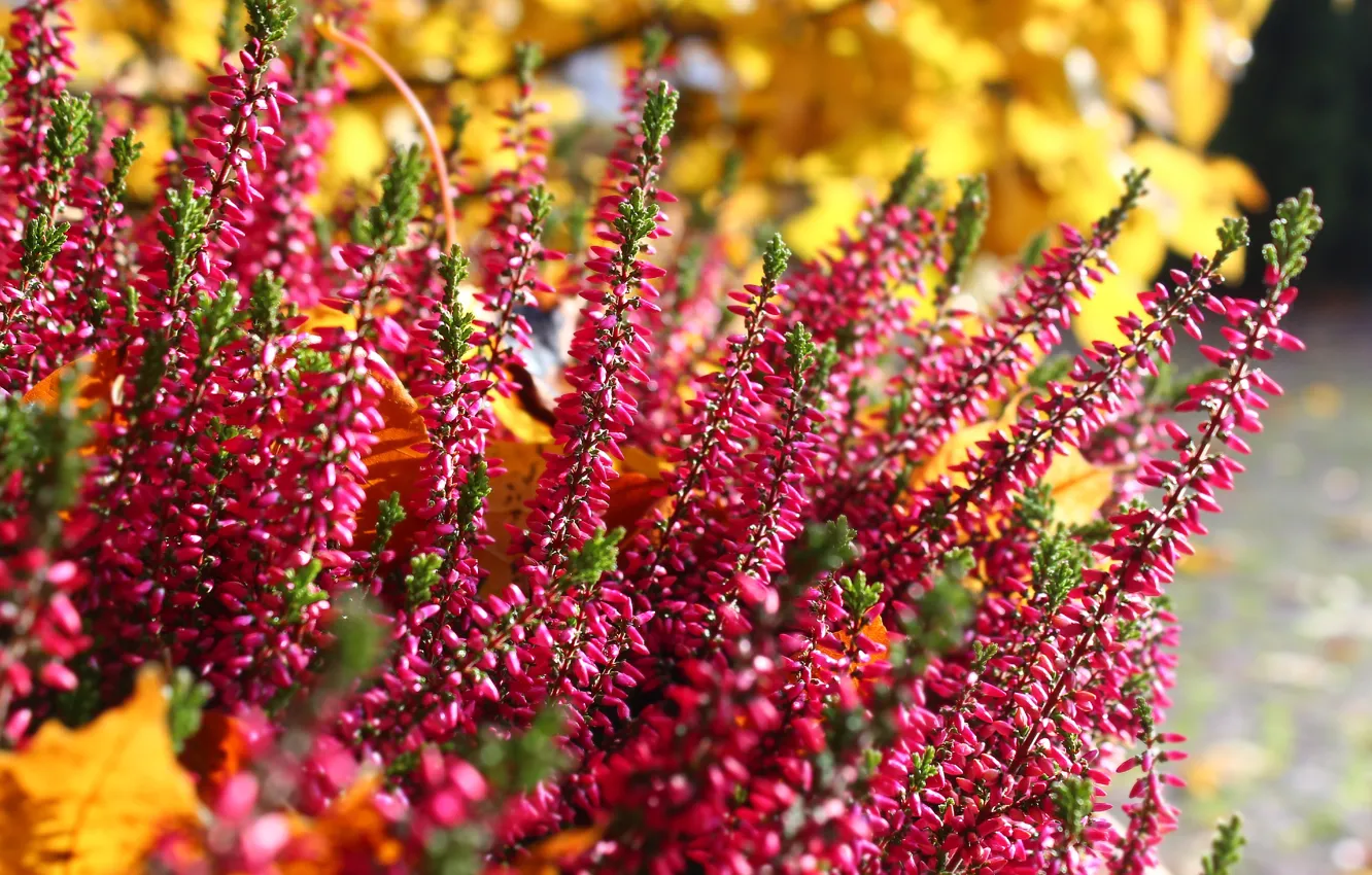 Photo wallpaper flower, autumn, blooming