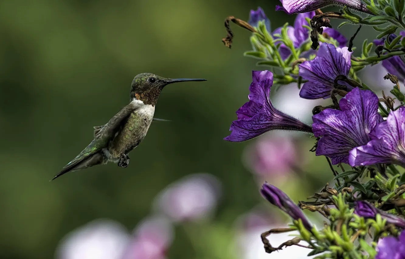 Photo wallpaper flowers, background, bird, Hummingbird, bird