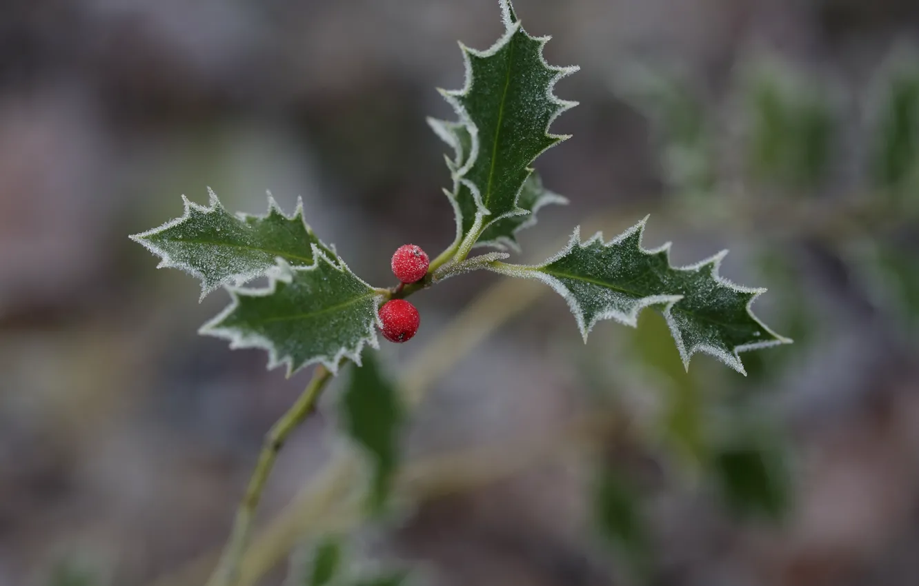 Photo wallpaper frost, berries, leaf