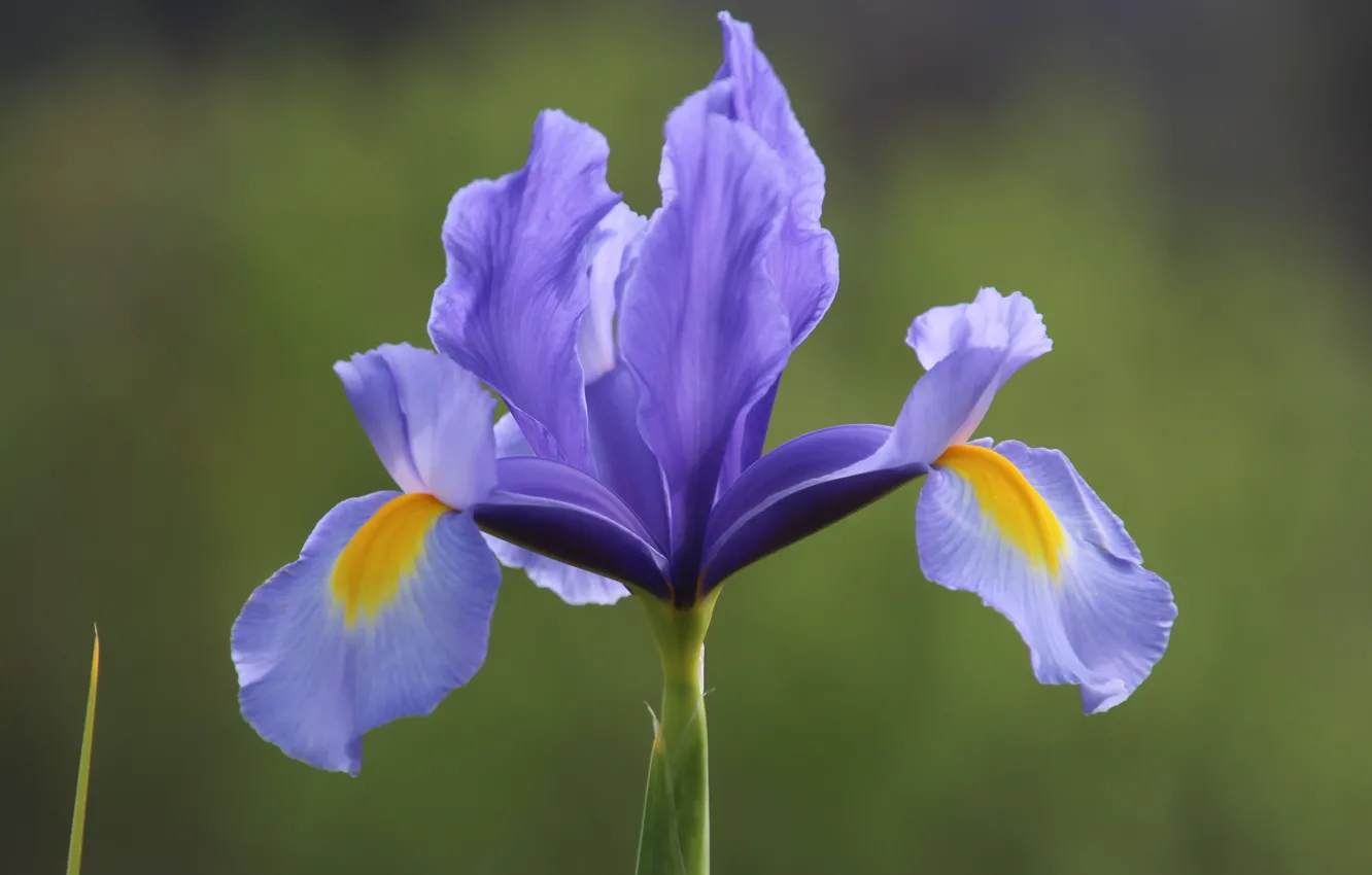 Photo wallpaper macro, background, petals, iris, iris