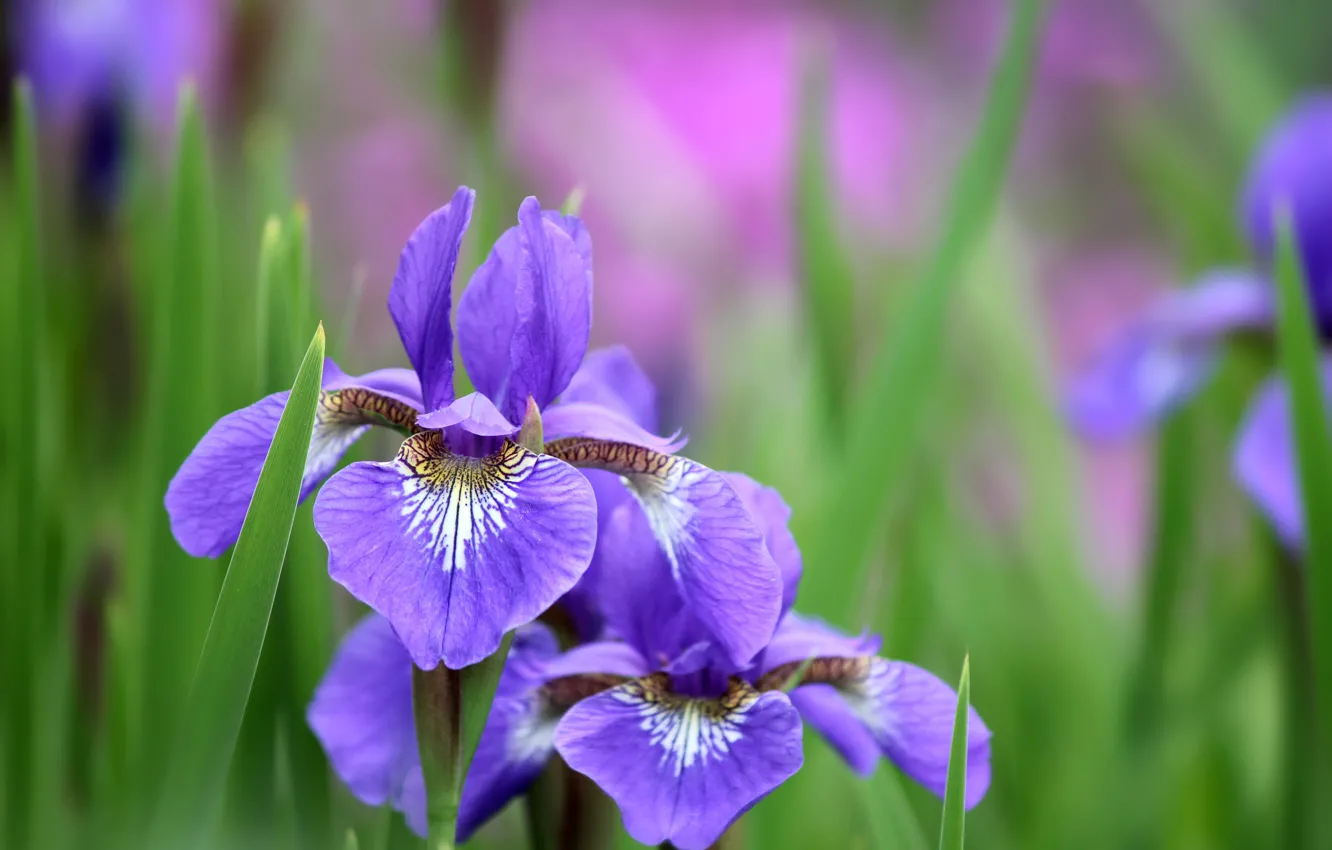 Photo wallpaper background, irises, lilac