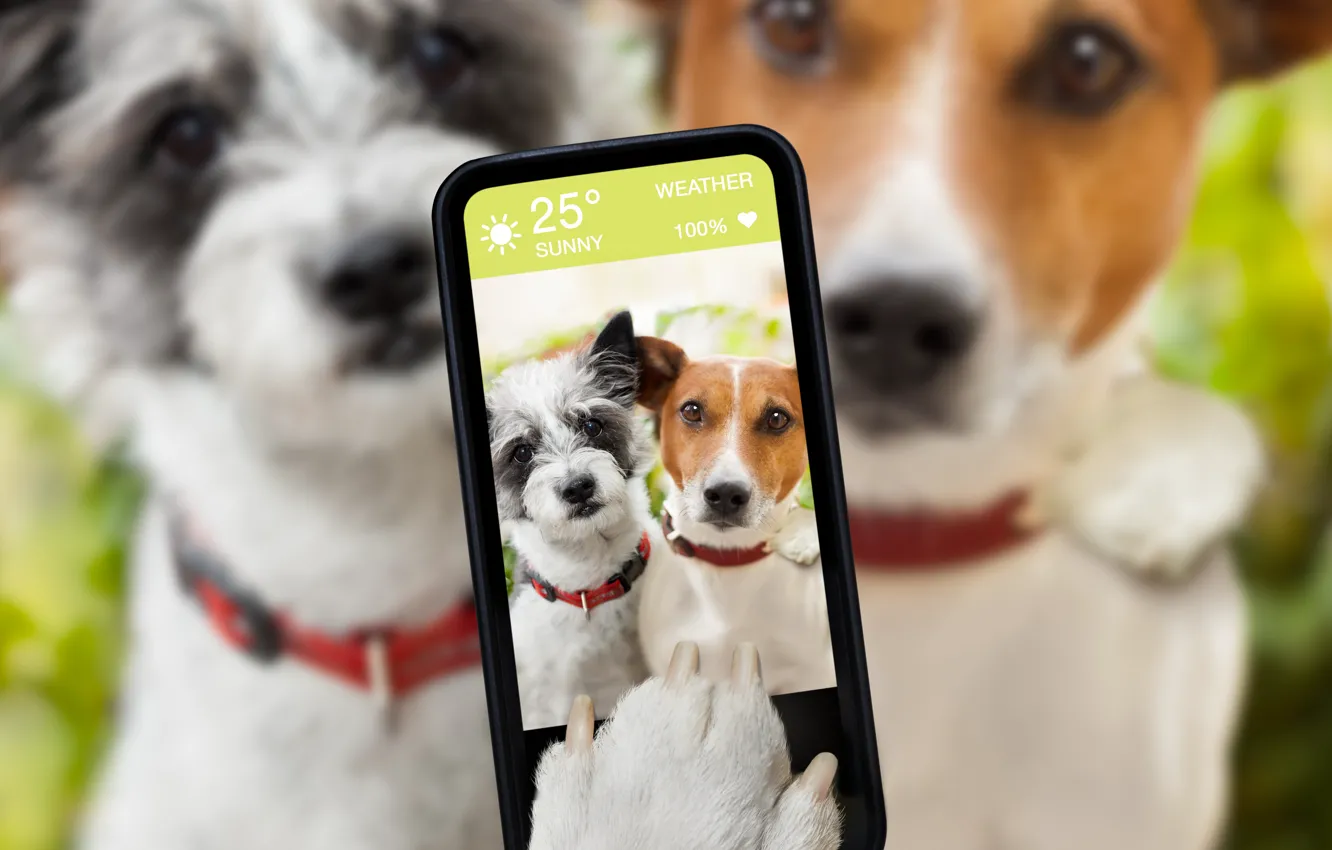 Photo wallpaper dogs, humor, blur, smartphone, selfie