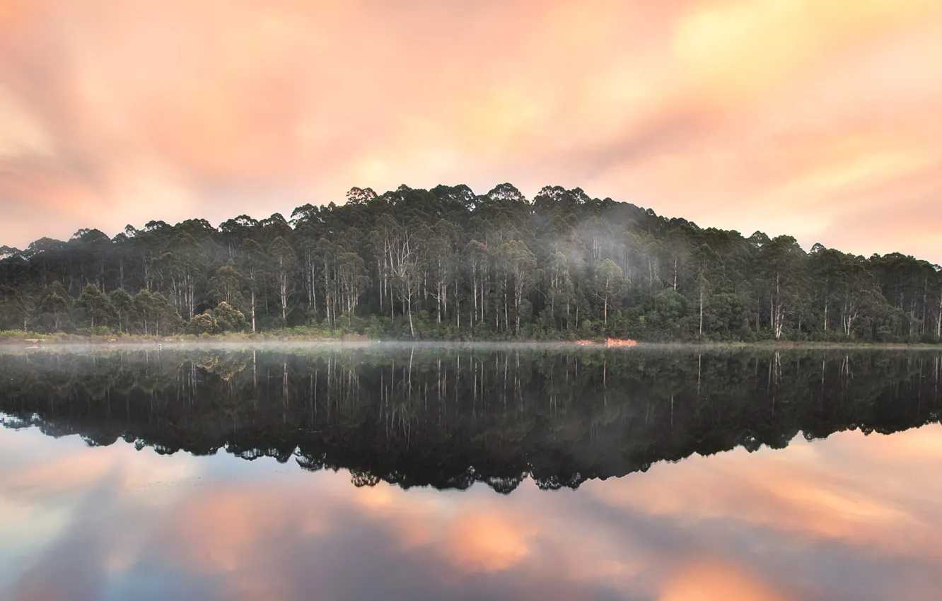 Photo wallpaper forest, clouds, trees, fog, Australia, Beedelup Lake, Pemberton, Karri forest