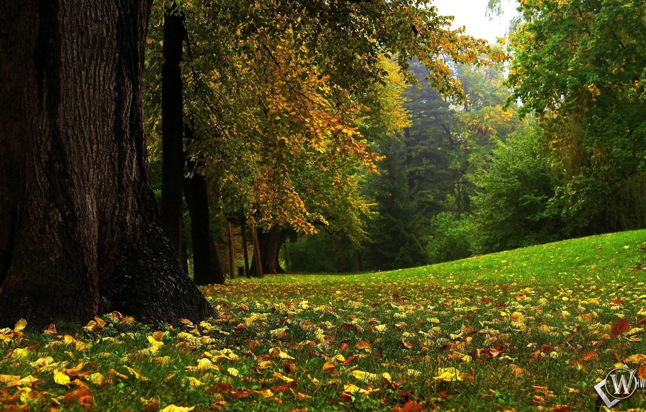 Photo wallpaper autumn, forest, fairy forest