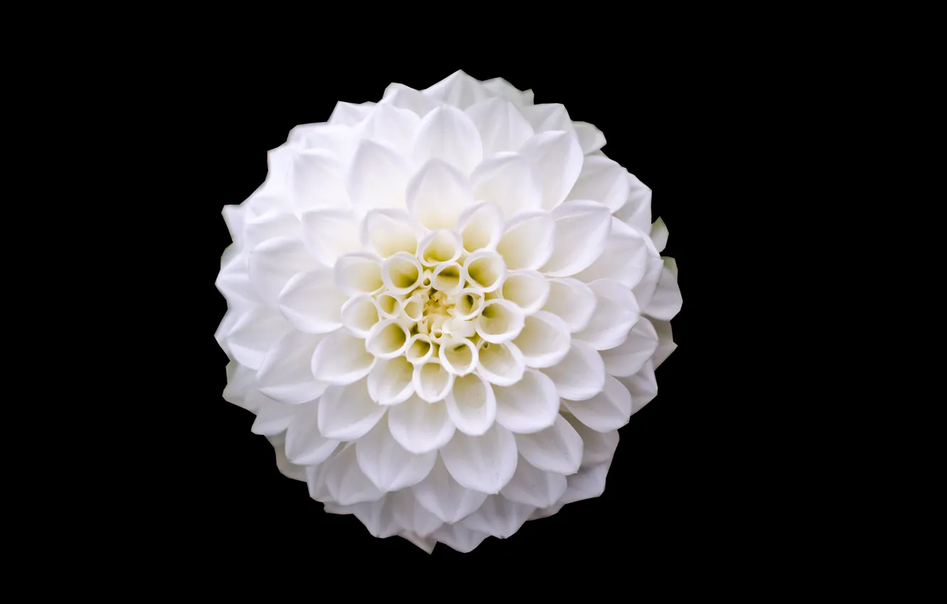 Photo wallpaper white, flower, close-up, beauty, petals, white, black background, flower