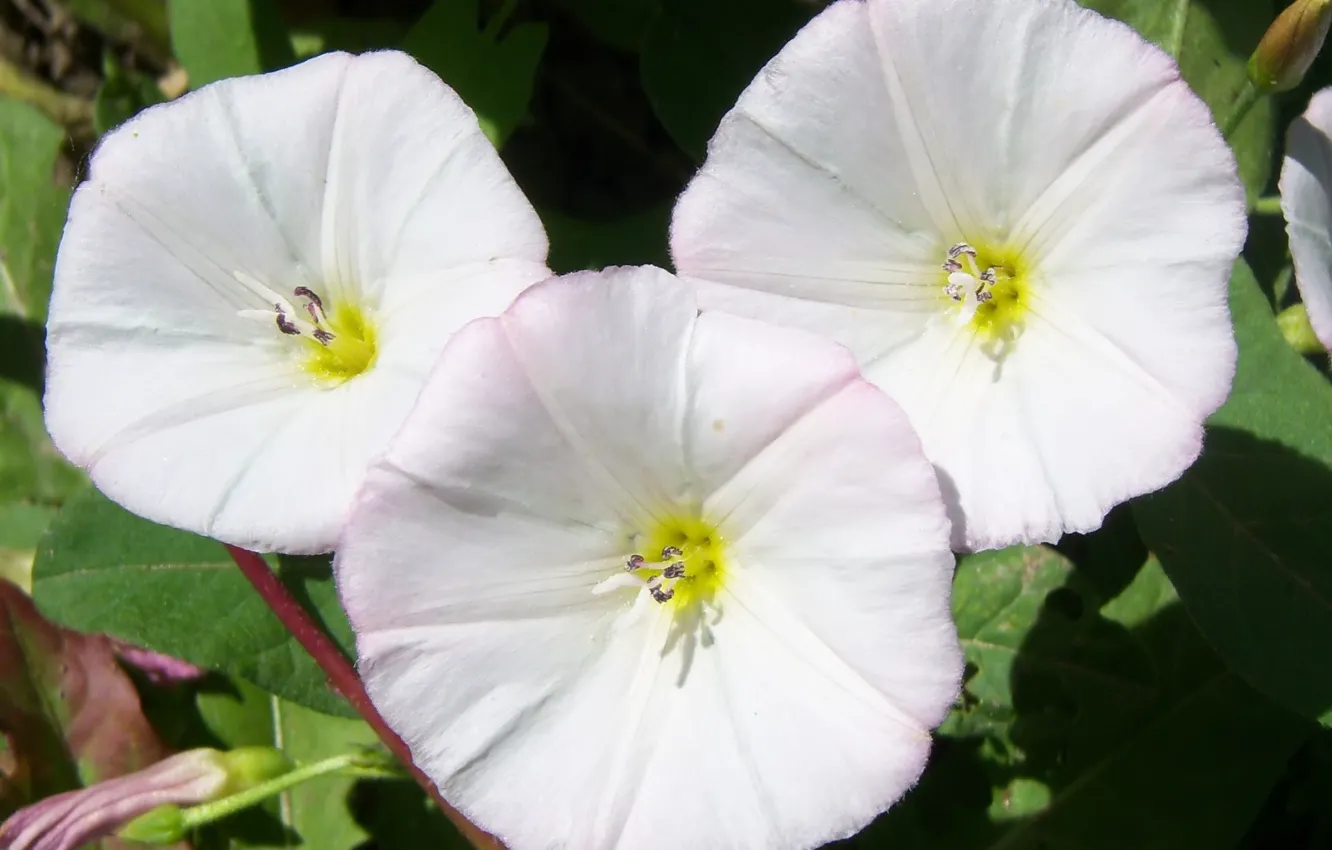 Photo wallpaper macro, flowers, field, birch, Meduzanol ©