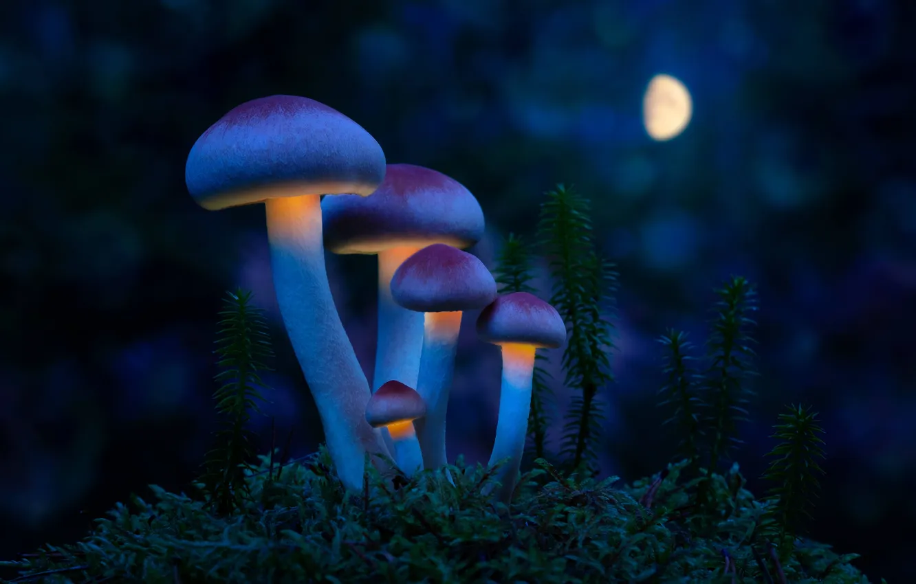 Photo wallpaper moonlight, mushroom, mushrooms, moss, mystery, mystical, mythical
