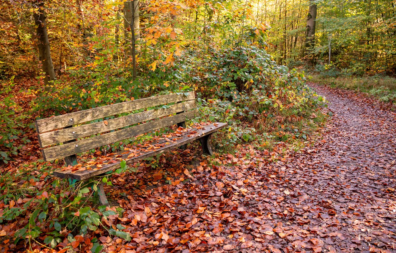 Photo wallpaper Nature, Autumn, Bench, Leaves, Trail