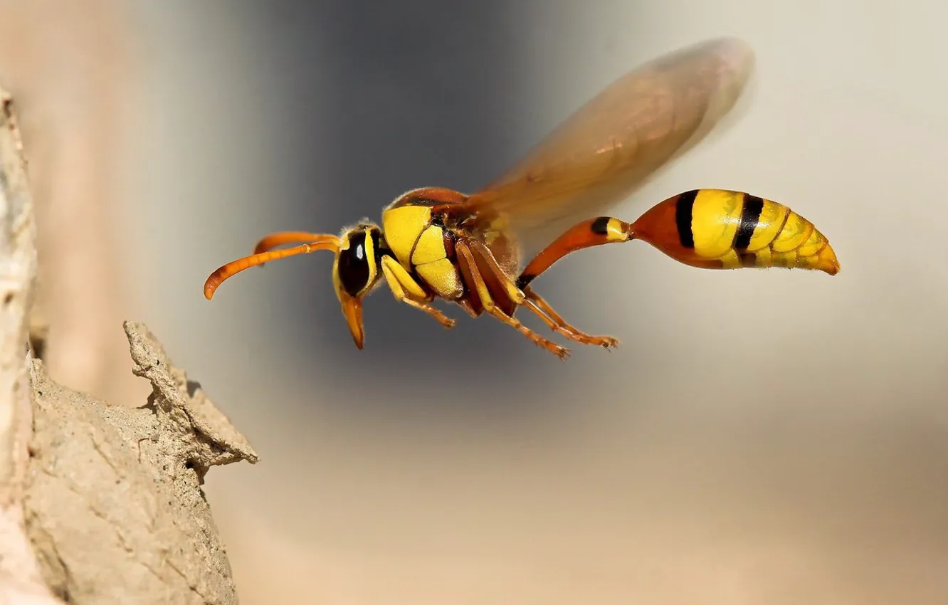Photo wallpaper macro, flight, Bee