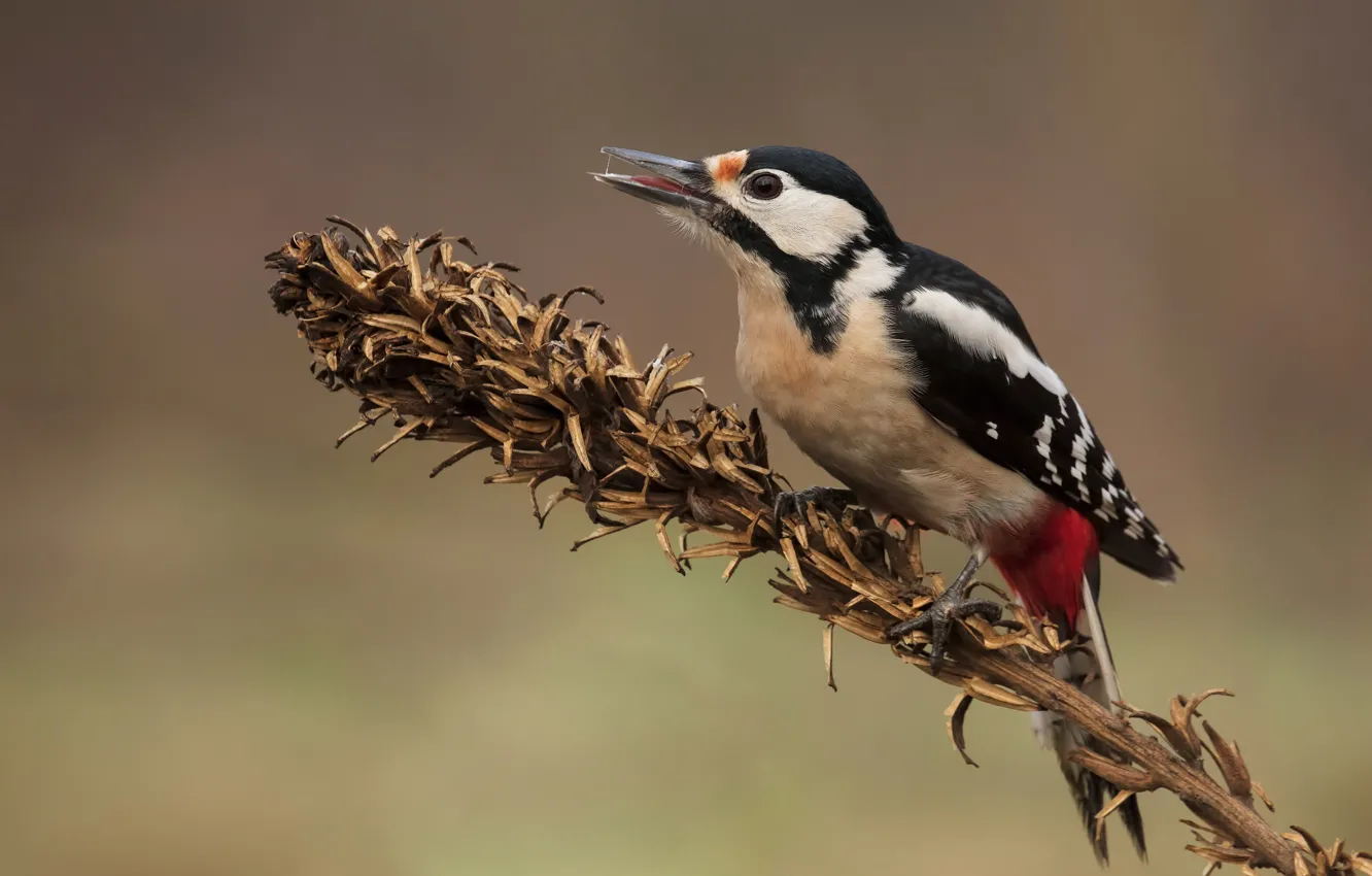Photo wallpaper background, bird, plant, stem, woodpecker