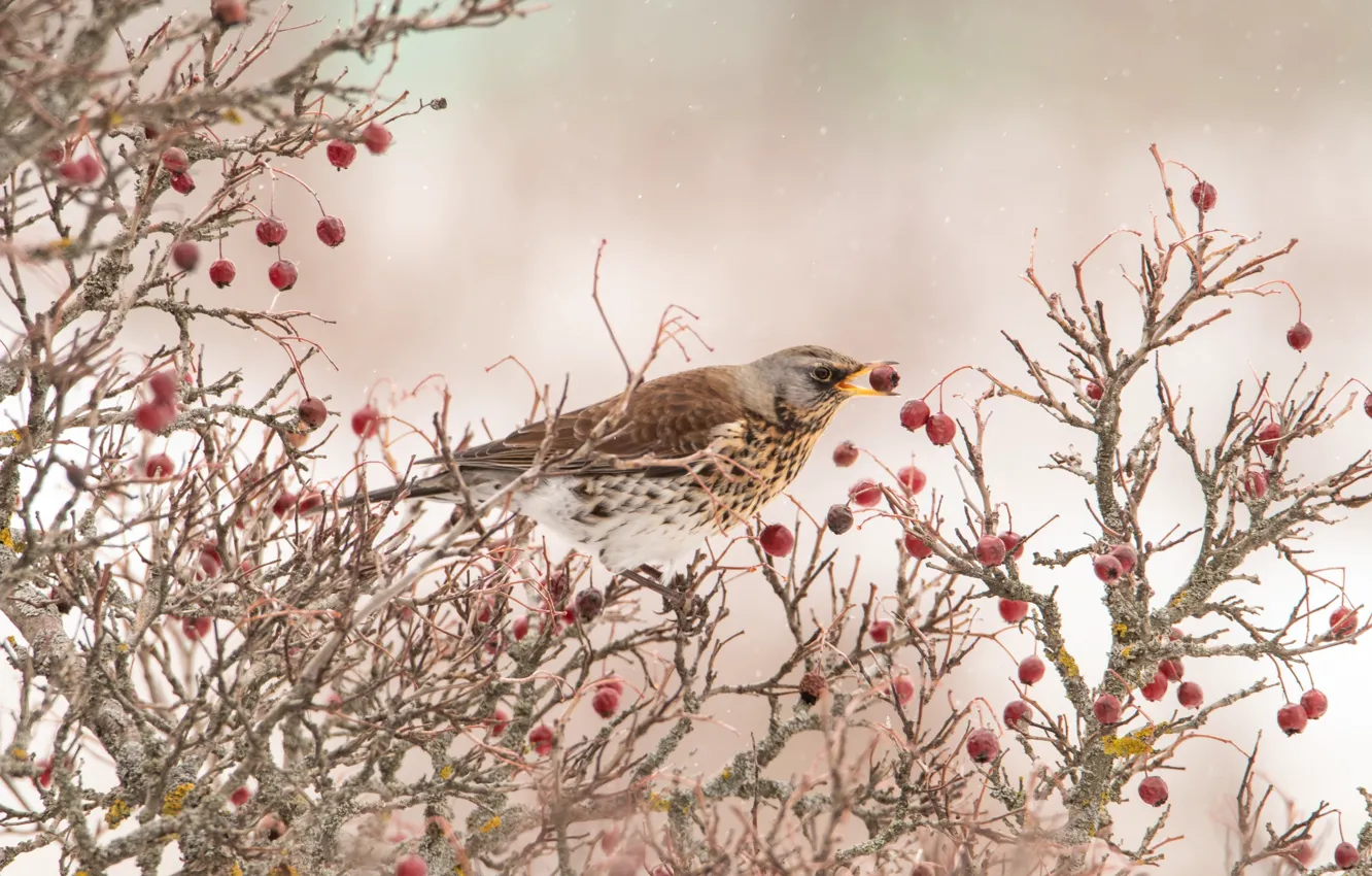 Photo wallpaper berries, bird, on the branch