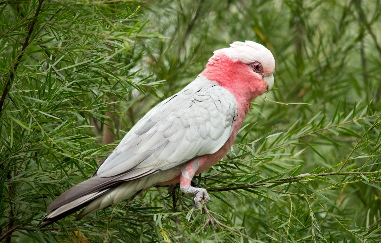 Photo wallpaper bird, parrot, pink