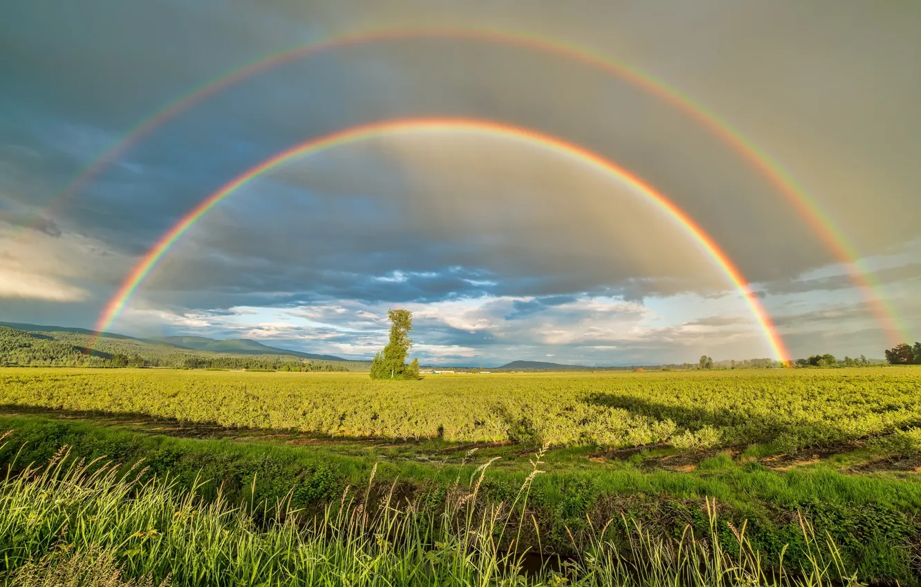 Photo wallpaper field, trees, rainbow