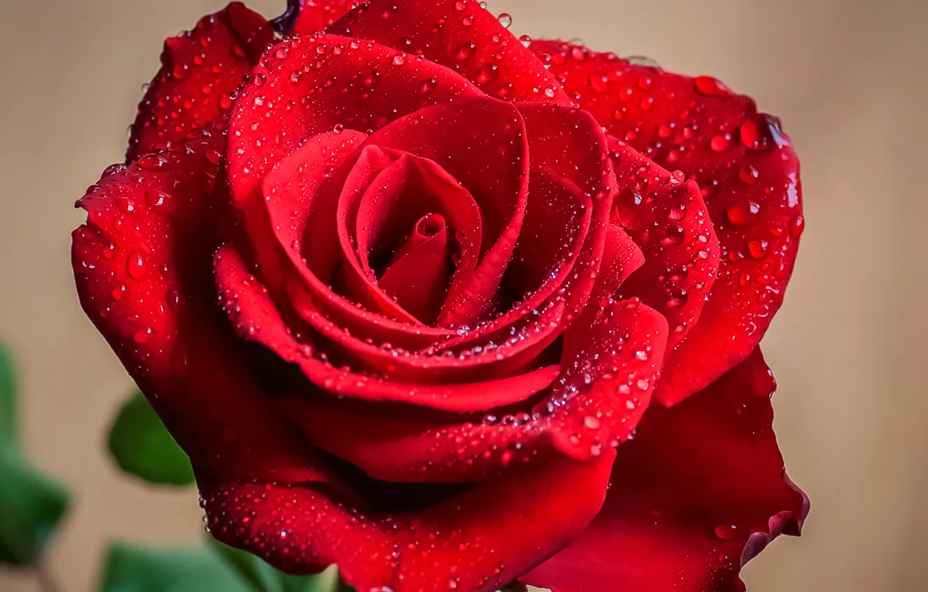 Photo wallpaper drops, macro, roses, petals