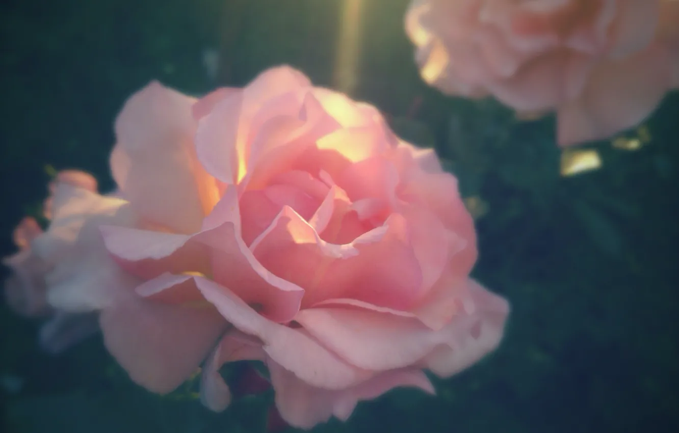 Photo wallpaper macro, rose, sunlight