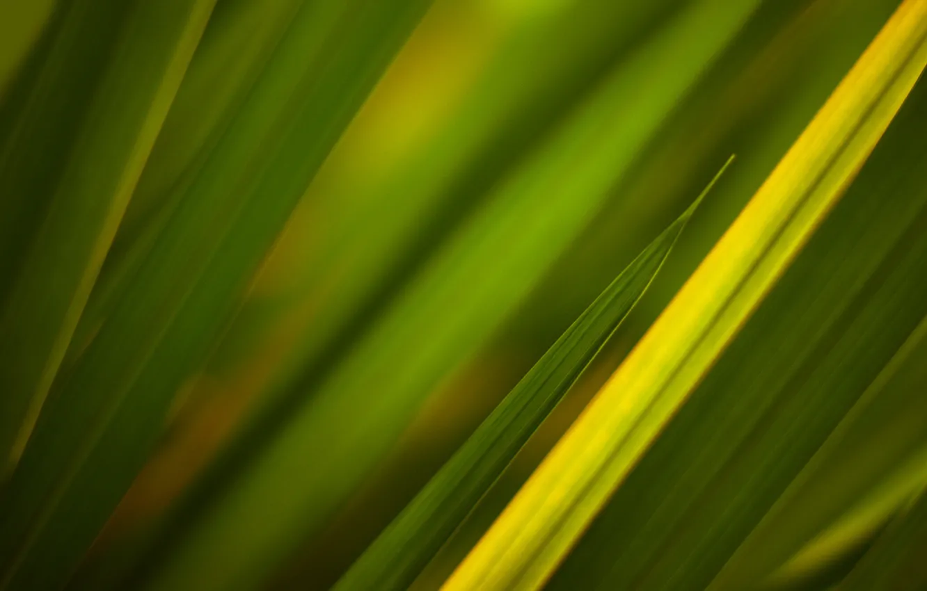 Photo wallpaper grass, green, texture, green textures