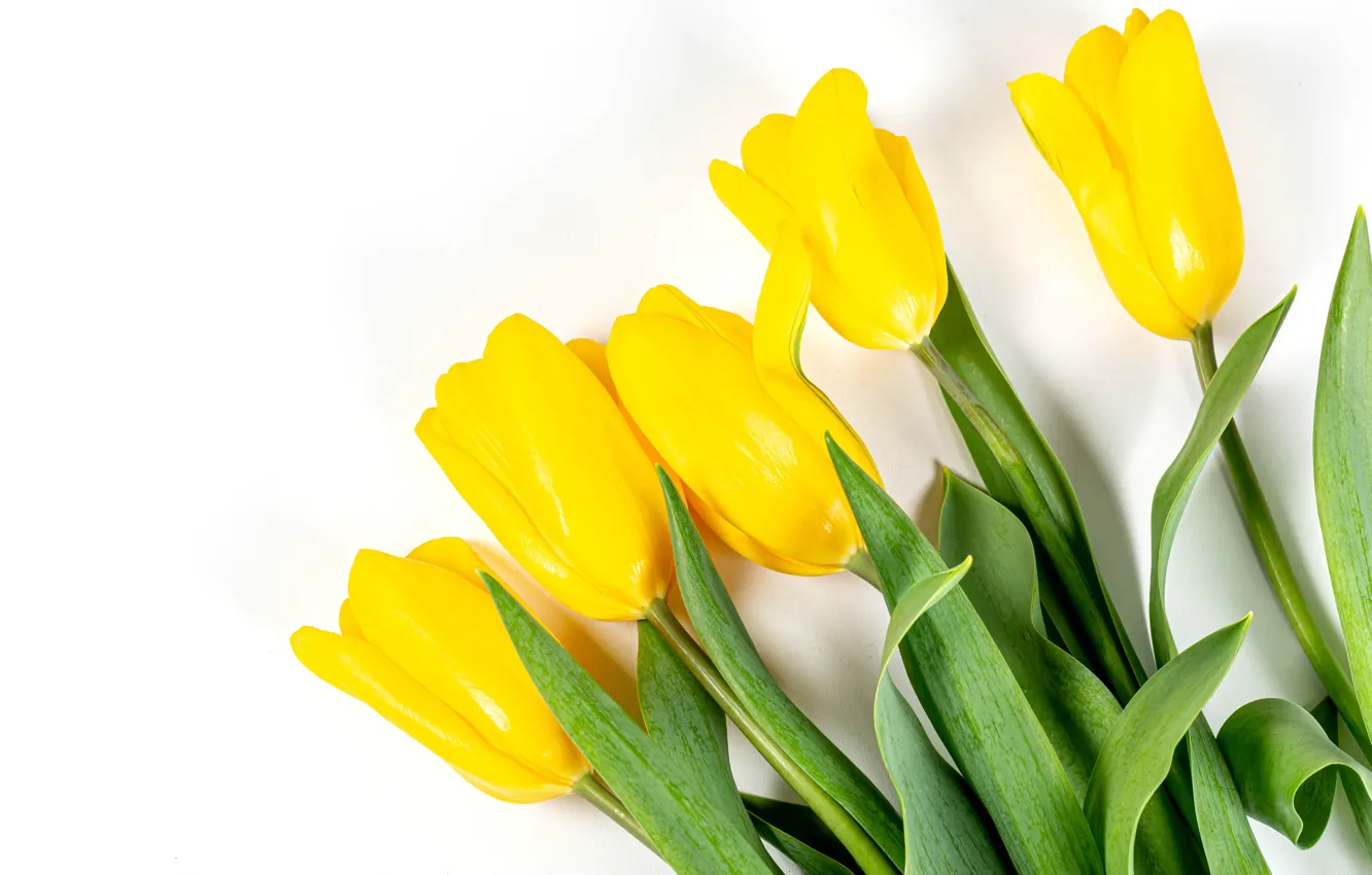 Photo wallpaper tulips, white background, buds, yellow