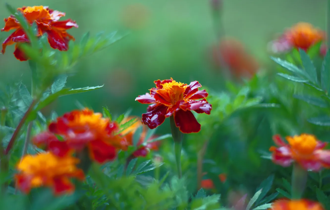 Photo wallpaper flowers, red, garden, flowerbed, marigolds