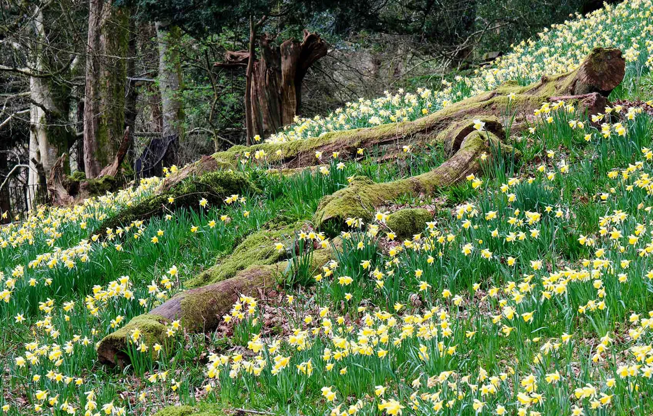 Photo wallpaper flowers, England, spring, daffodils, The lake district, Cumbria