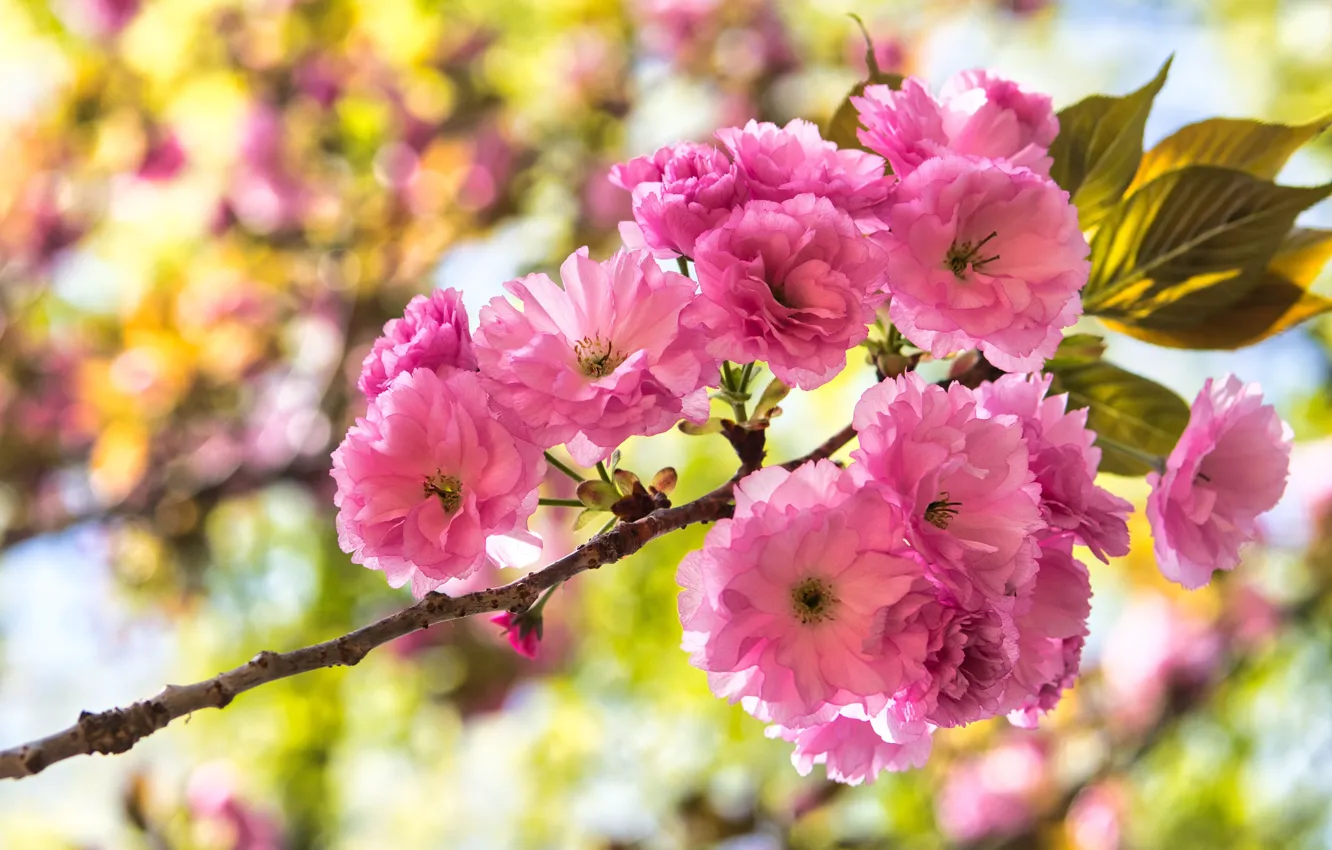 Photo wallpaper flowers, branches, cherry, spring, Sakura, pink, flowering, bokeh
