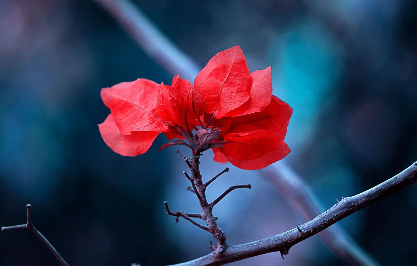 Photo wallpaper leaves, macro, branches, red, nature