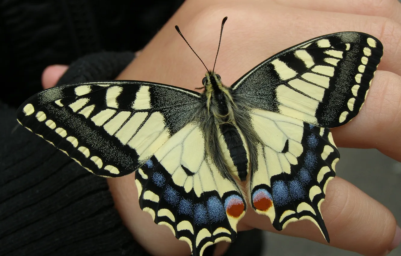 Photo wallpaper butterfly, wings, hands, beautiful