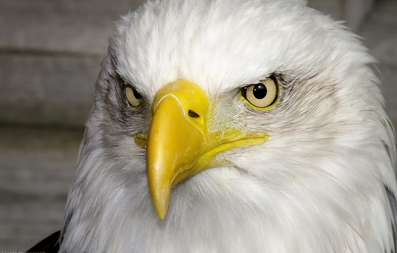 Photo wallpaper bird, portrait, predator, beak, proud, handsome, bald eagle