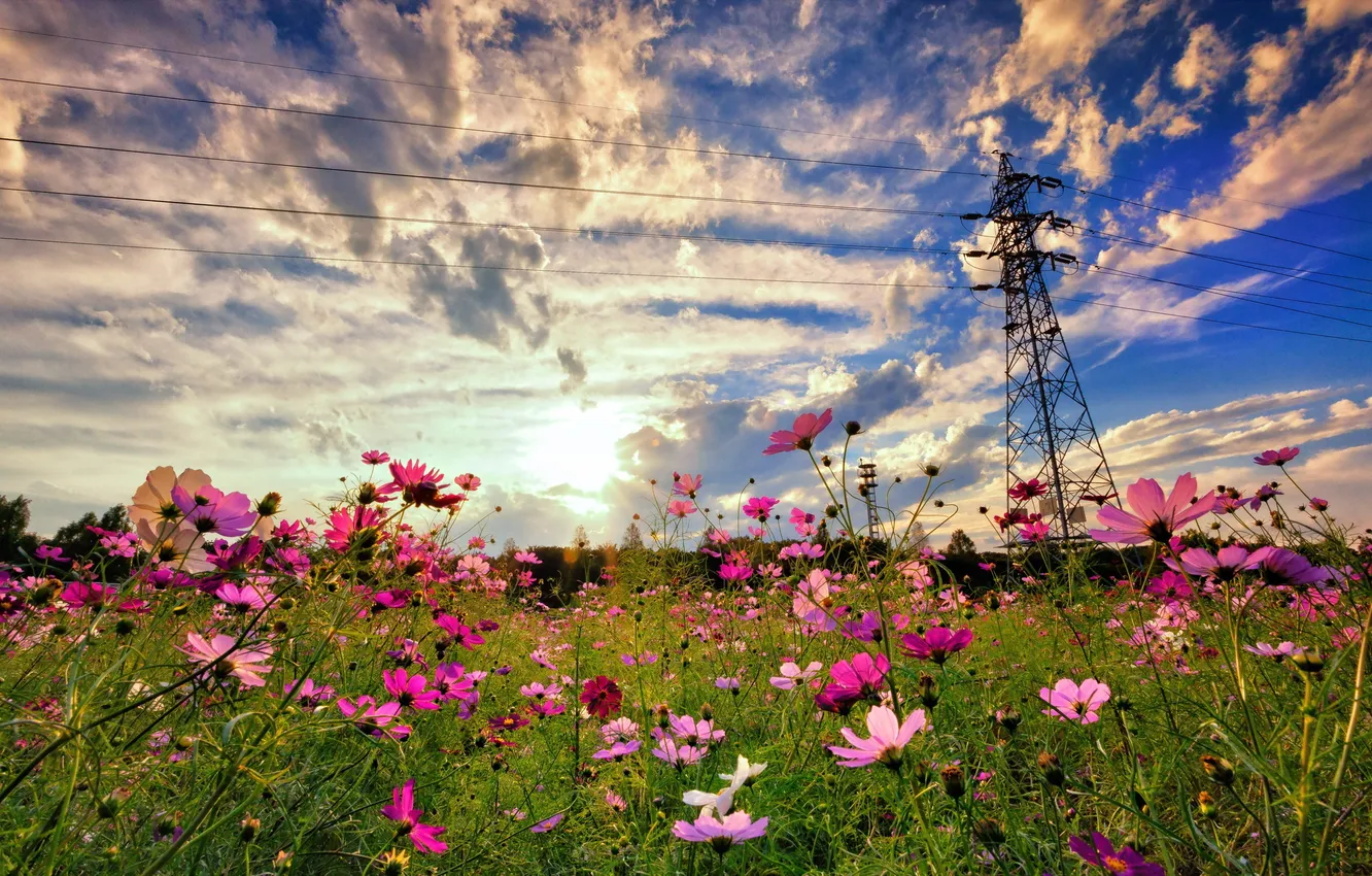 Photo wallpaper summer, landscape, flowers