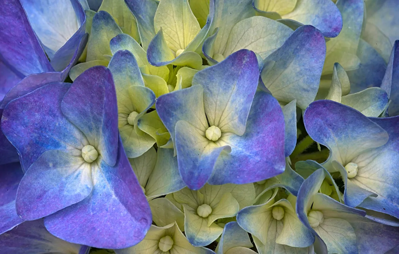 Photo wallpaper flowers, carpet, petals, hydrangea, hydrangea
