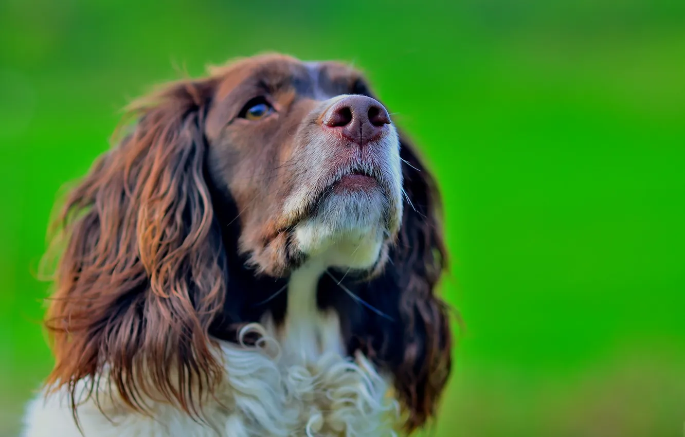 Photo wallpaper look, each, dog