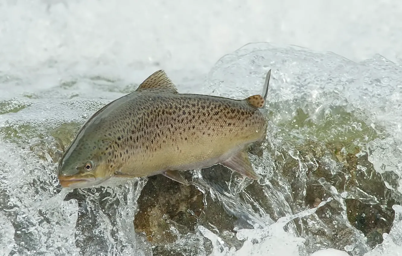 Photo wallpaper water, fish, BROWN TROUT