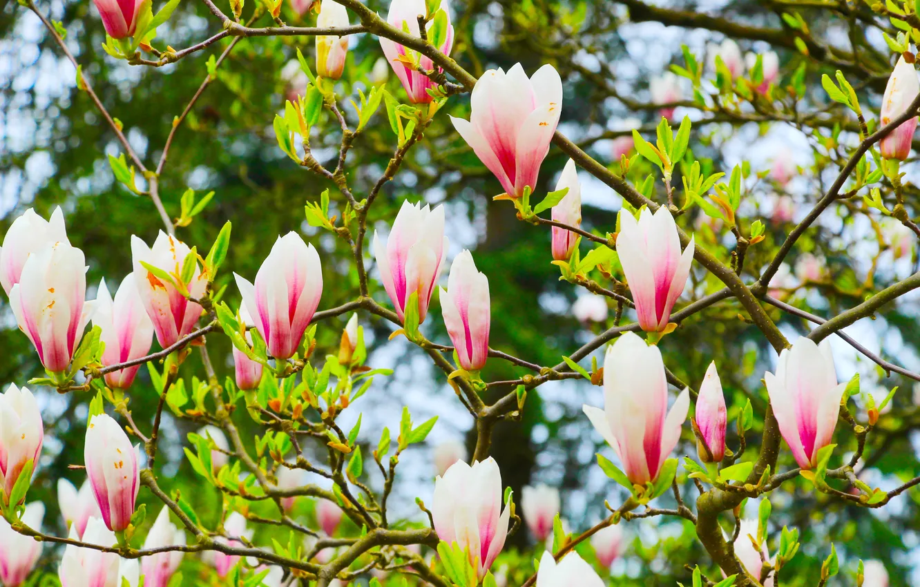 Photo wallpaper flower, spring, magnolia, twigs