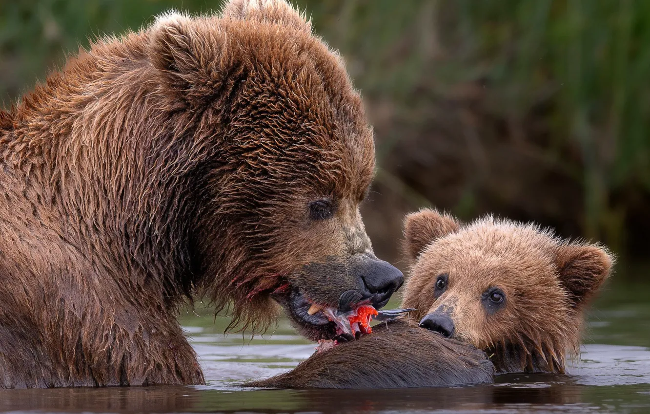 Photo wallpaper water, river, bear, bear, grizzly, lunch, bear