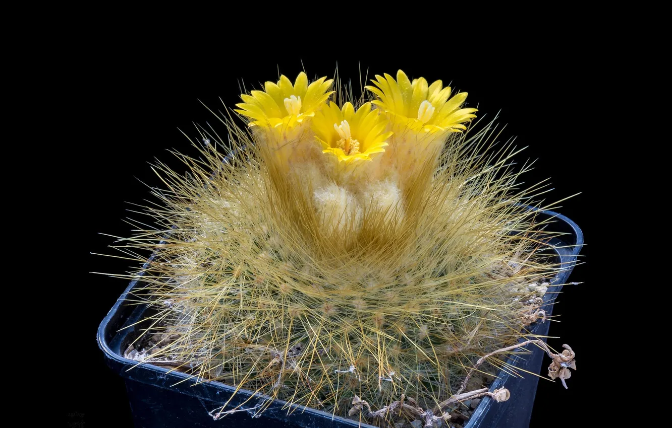 Photo wallpaper cactus, yellow flowers, black background